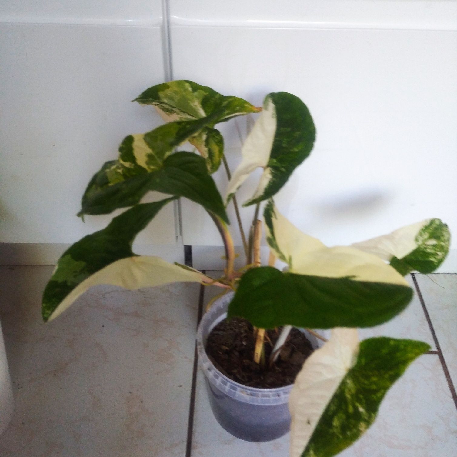 Syngonium Emerald gem veriegata