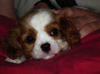 suczka  cawalier king spaniel