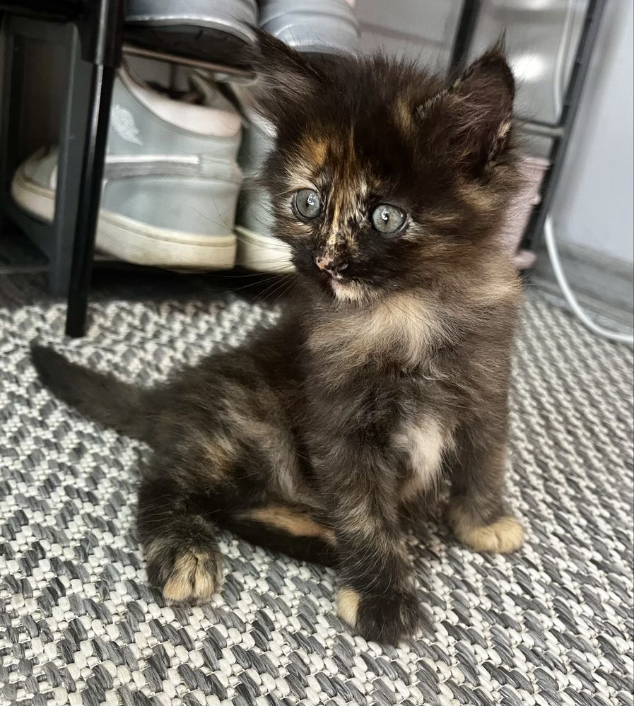 Отдаем котят в добрые руки!