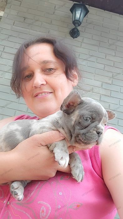 Шикарний французський бульдог голубий мерле