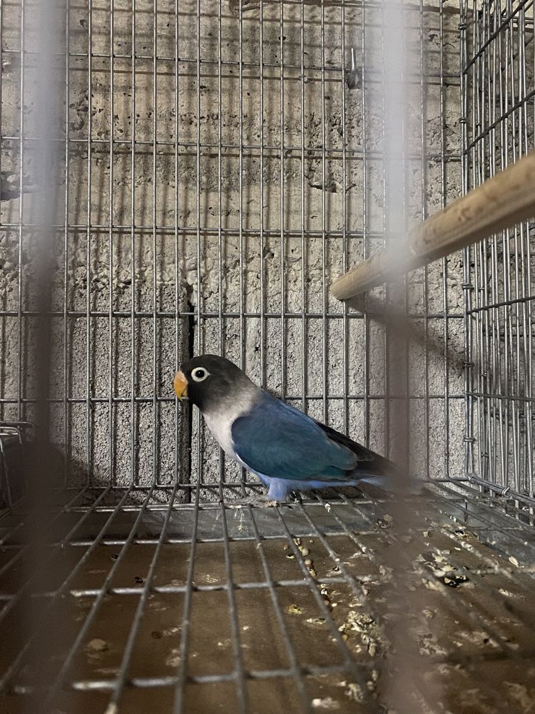 Vendo Agapornis personata azuis e verdes