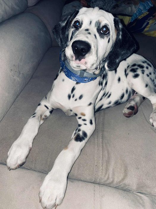 Oddam psa w dobre rece