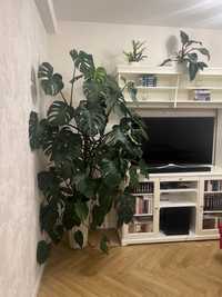 Ogromna zdrowa Monstera ponad 200 cm