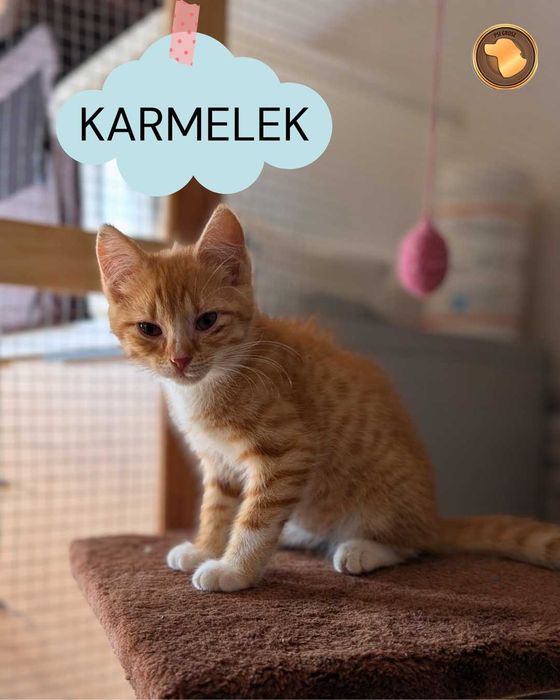 Piękny, rudy Karmelek szuka właśnie Ciebie
