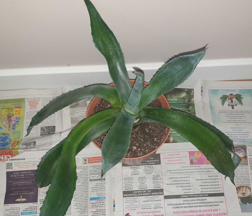 Duża wieloletnia agawa, rozpiętość 67cm