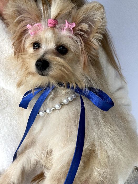 Обіймай і не відпускай  чарівні Помапу тут!