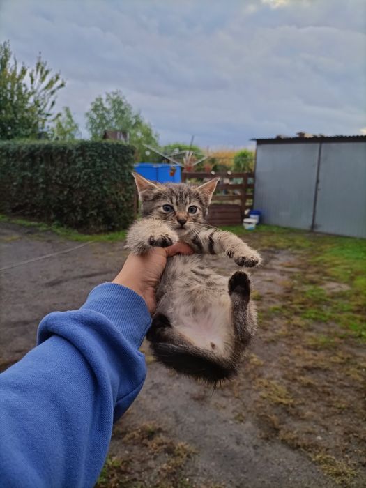 Kotki oddam w dobre ręce