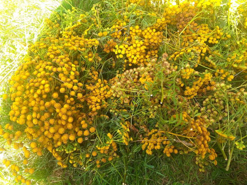 WROTYCZ KWIAT 500g 100% NATURA ŚWIEŻY Zbiór Pasożyt Kleszcze