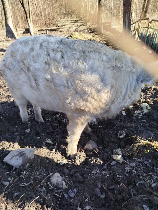 Пухова мангалиця