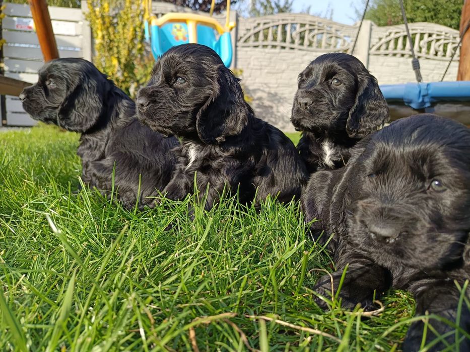Cocker Spaniel Angielski Chłopcy