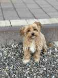 Suczka rasy Maltipoo