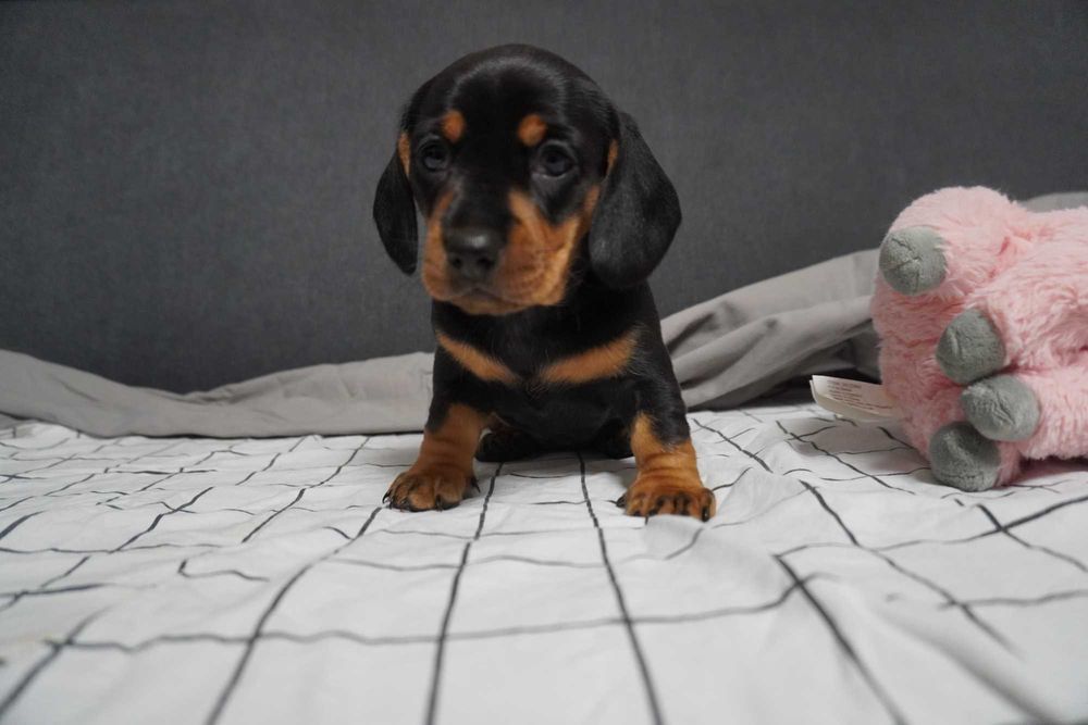 Jamnik suczka szczeniak