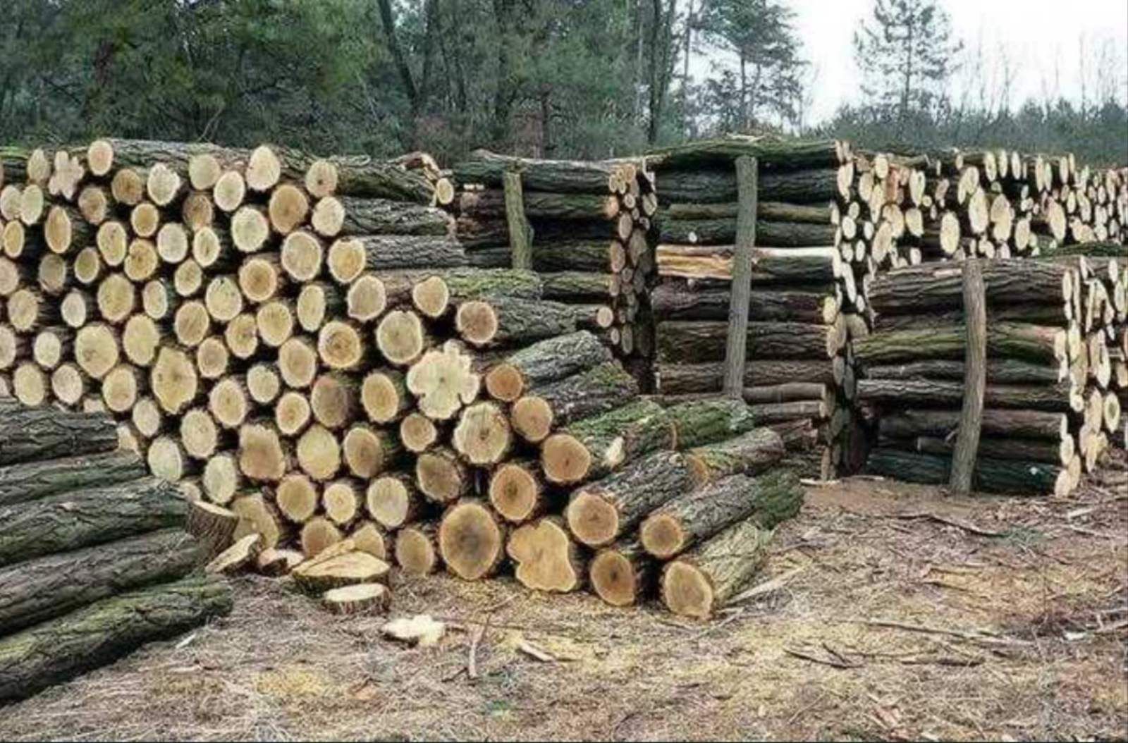 Дрова твёрдых пород: акация,дуб, ясень,граб