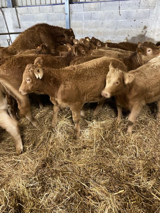 Vitelas cx de Limousines