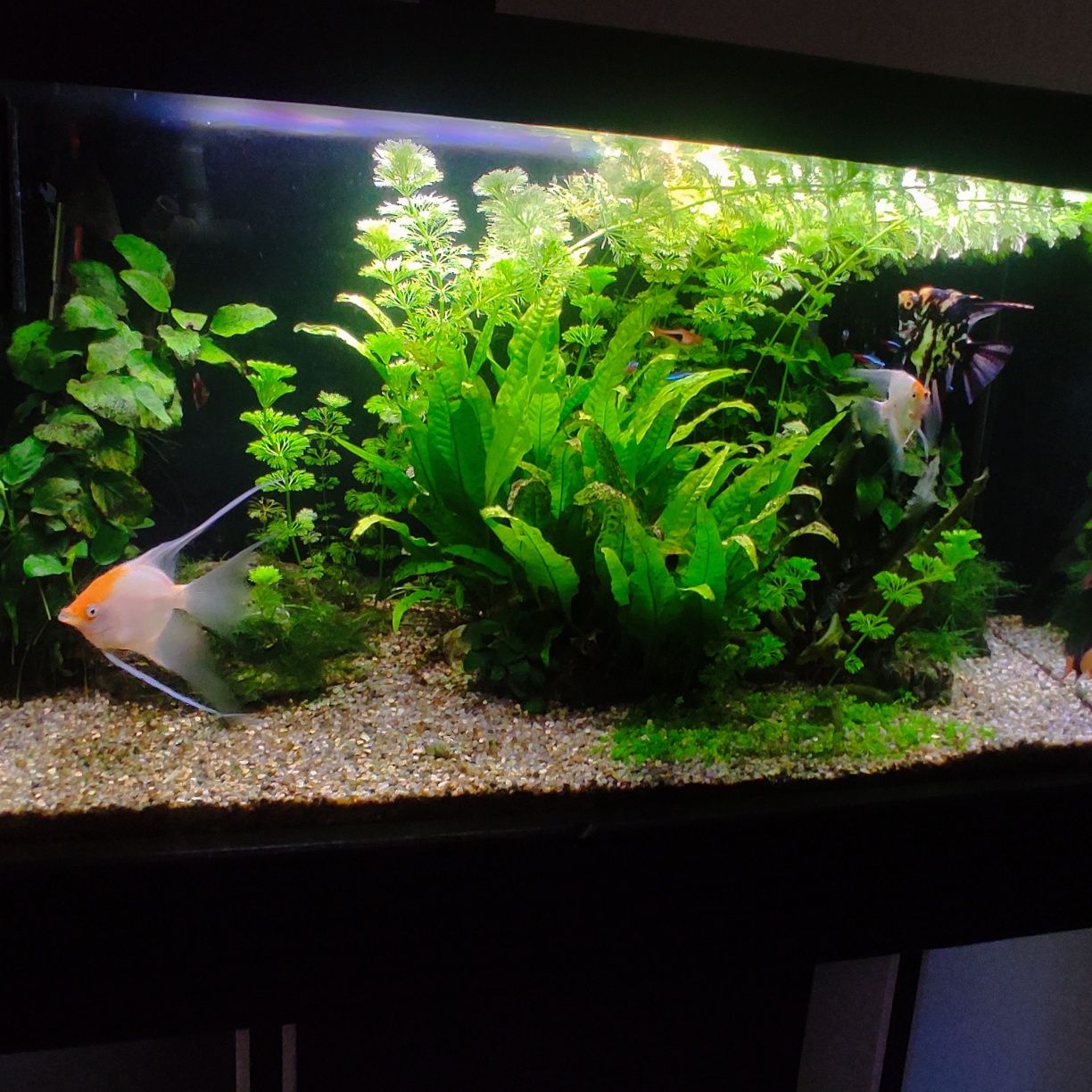 Akwarium 135l zestaw