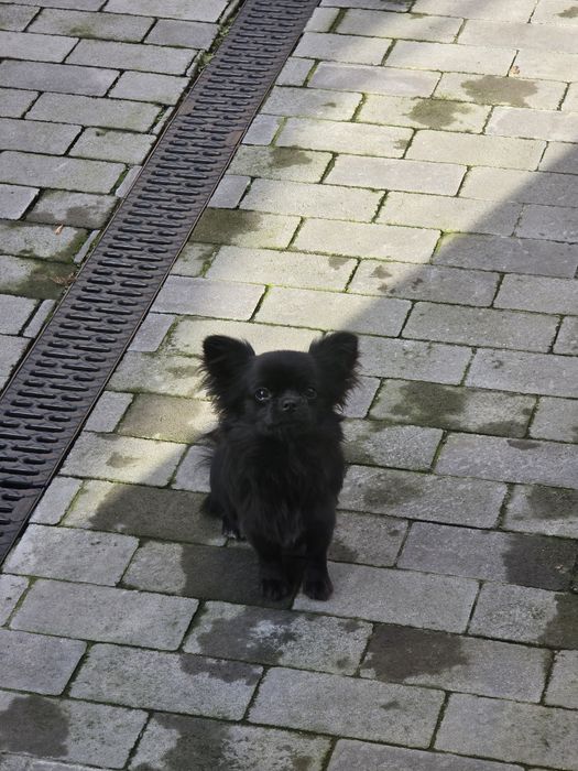 Хлопчик чіхуахуа підрощений