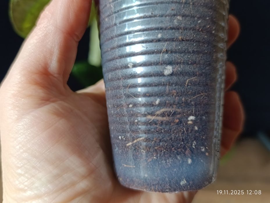 Епіпремнум Марбл Планет (Epipremnum pinnatum Marble Planet)