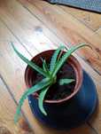 Aloes leczniczy roślina
