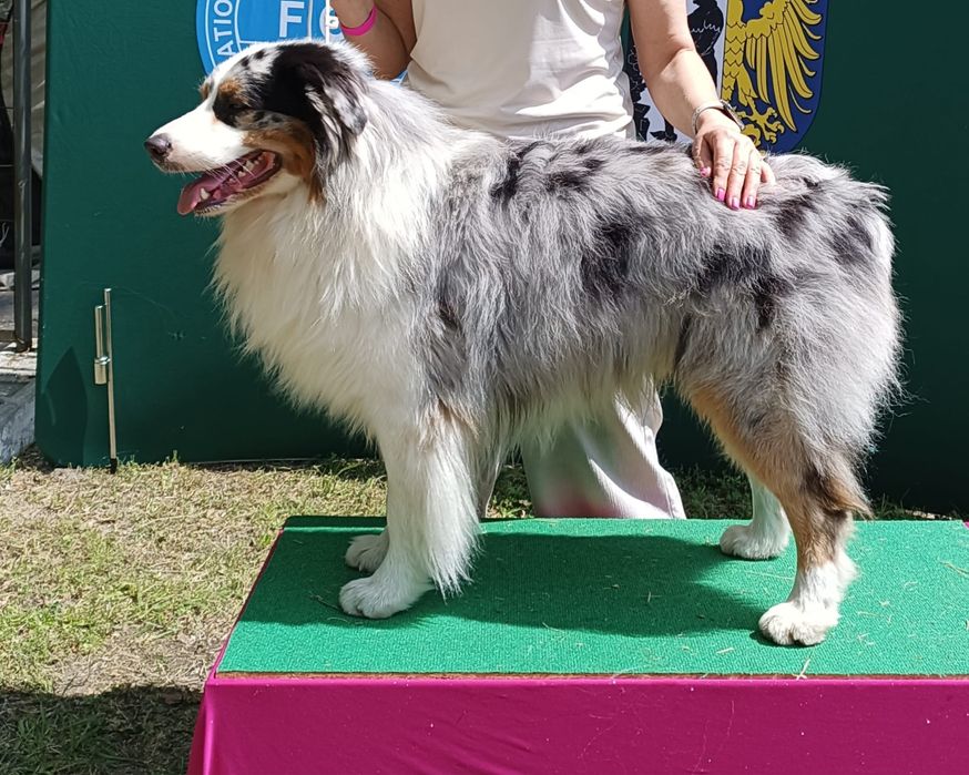Owczarek australijski aussie FCI szczeniak black tri piesek
