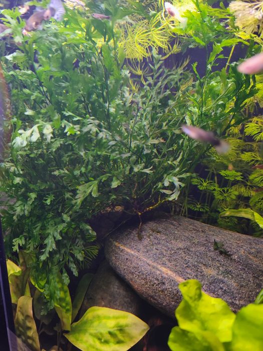 Roślina akwariowa bolbitis compact - paproć