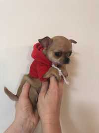 Chihuahua sliczny samczyk miniaturka