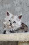 Kocurek Maine Coon z rodowodem Tica