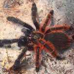 Psalmopoeus victorii l1/2