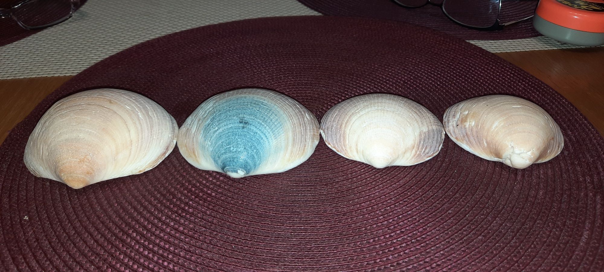 4 muszle morskie