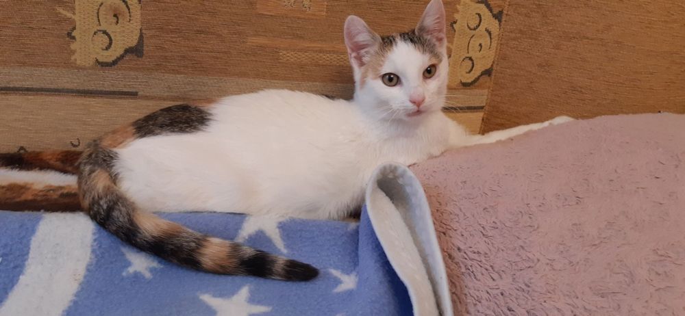 Kotka trikolorka  5 miesięczna szuka domu !