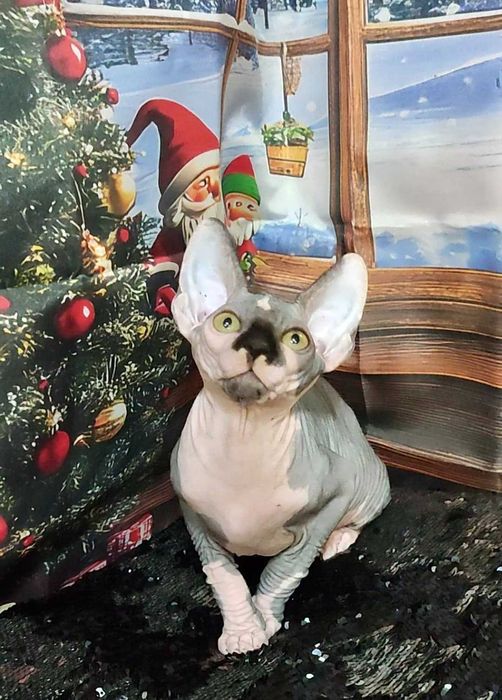 Канадський сфінкс хлопчик Леон