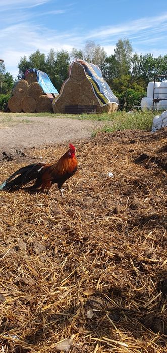 Sprzedam koguta kurę Feniks czerwony ptaki ozdobne