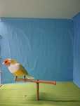 Diamantes gould machos