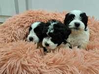 Śliczne sunie shih-tzu