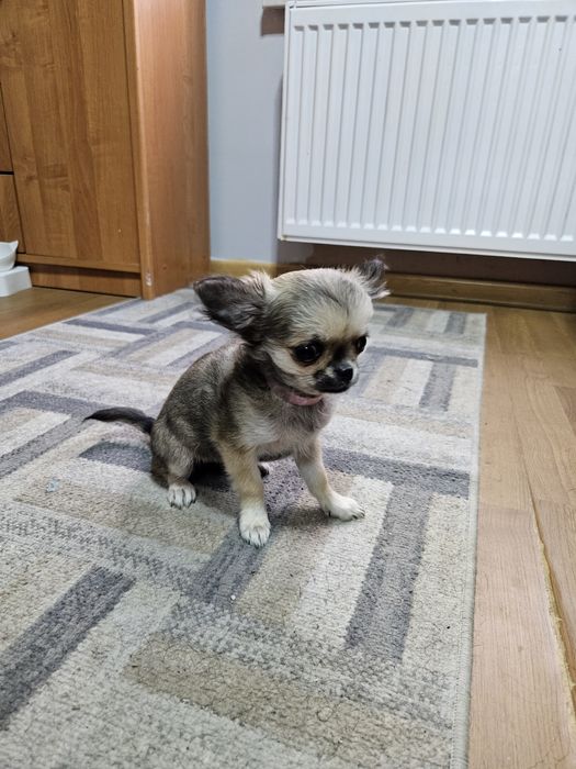 Chihuahua długowłosa