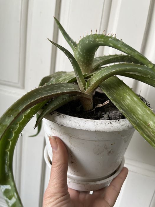 Алоэ оттопыренное