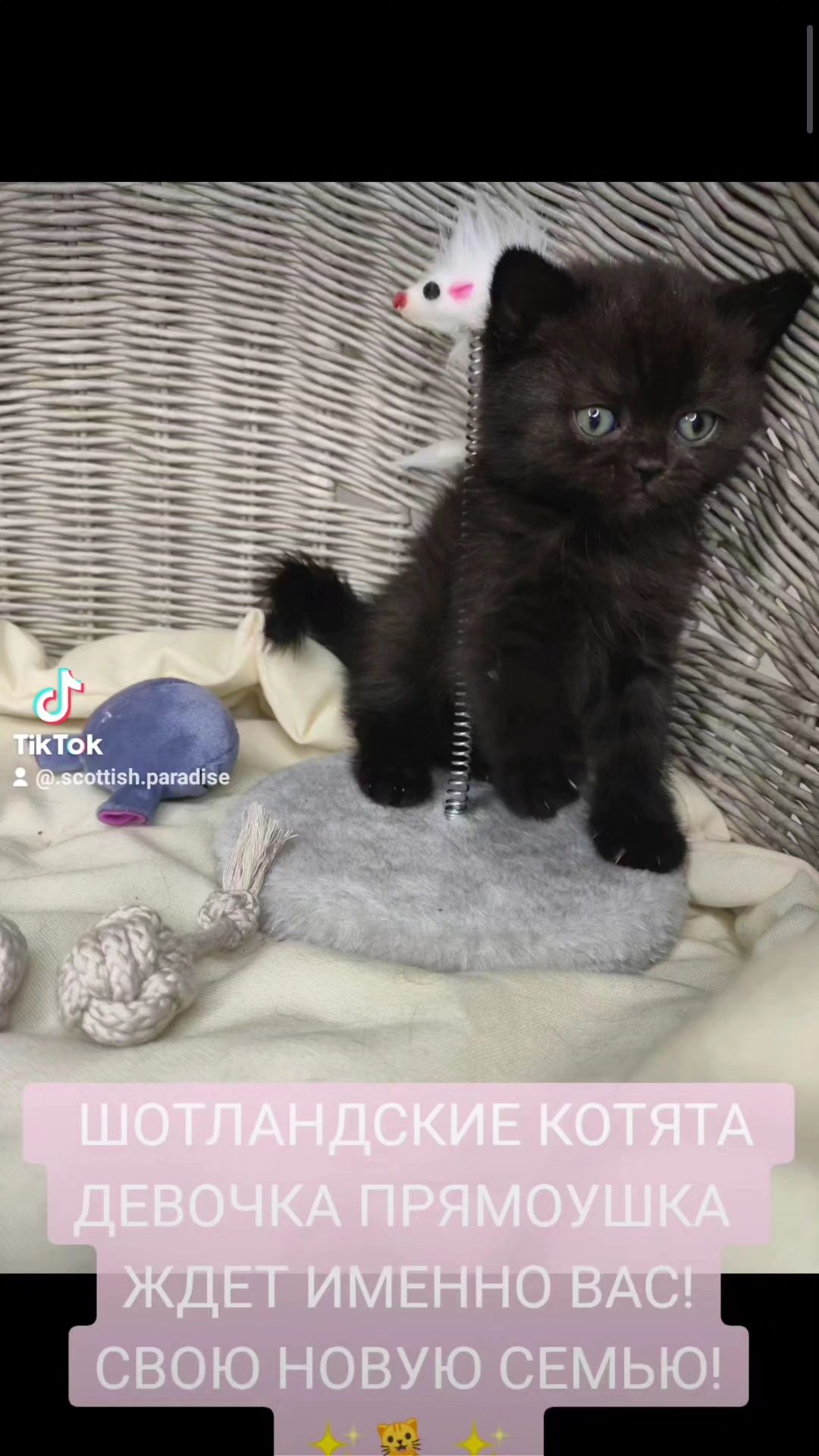 Продам Шотландських котяток