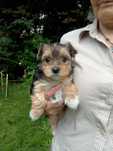 Yorkshire terrier LUNA suczka do rezerwacji