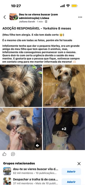 Adoção  responsavel  YORKSHIRE TERRIER