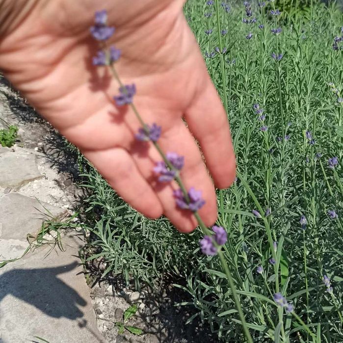 Лаванда английская