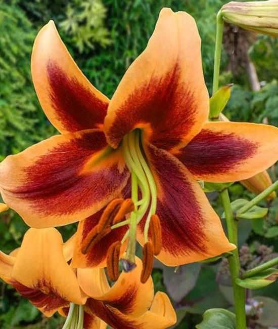 Lilie drzewiaste zestaw 6 różnych odmian 45 zł