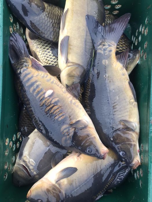 Продам живу рибу