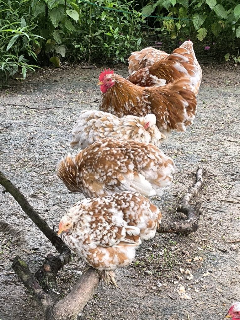 Pisklęta tęczanki, silki, szabo, karzełka kochina z 24 maja i 3 czerwc