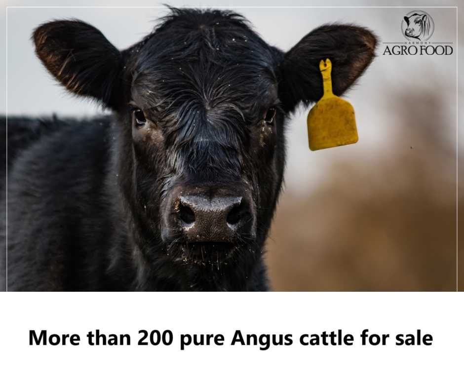 Na sprzedaż ponad 200 sztuk bydła rasy Angus