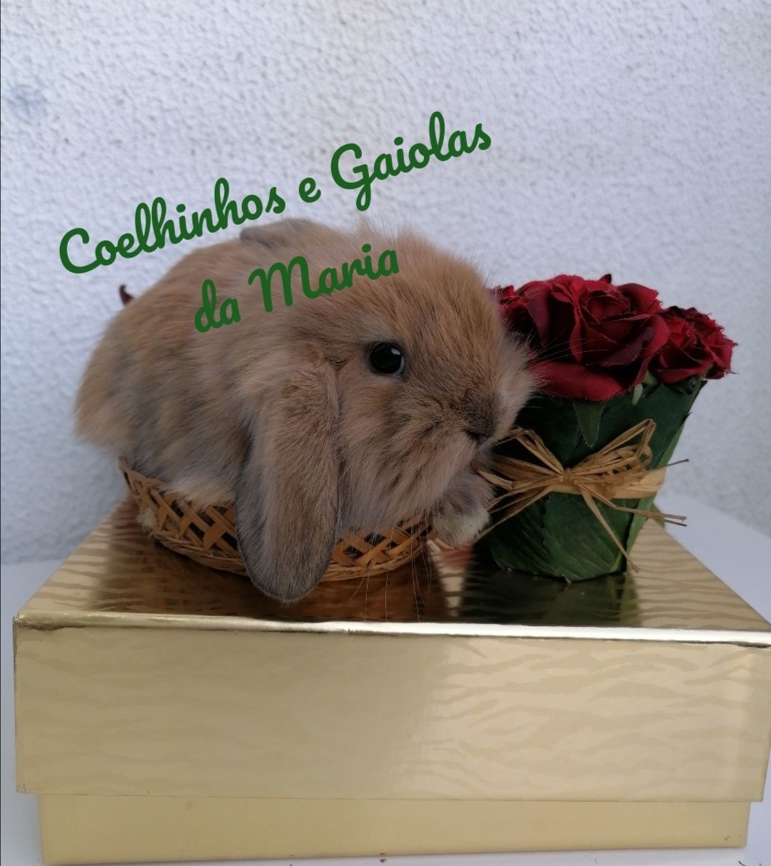 Coelhos Anões Bebés, Mini Toy, Mini Holandêz, Tedy, Mini Lop Belier