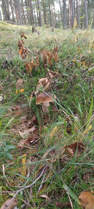 ‼️ ‼️‼️ ‼️DOMek Mazury jezioro