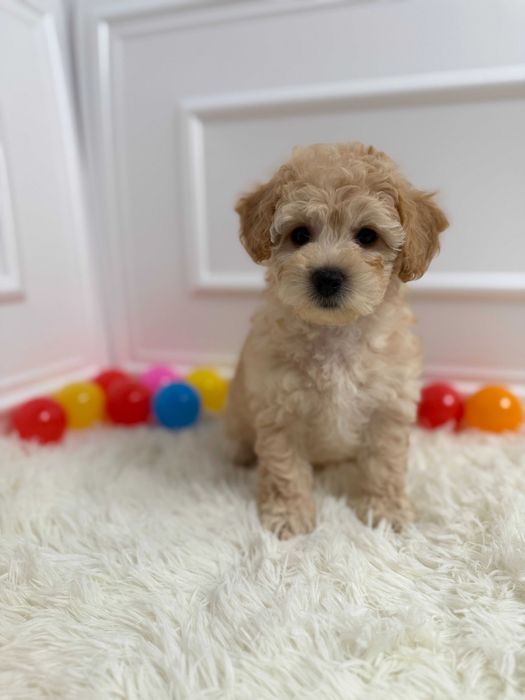 Bichpoo/Poochon Maltipoo