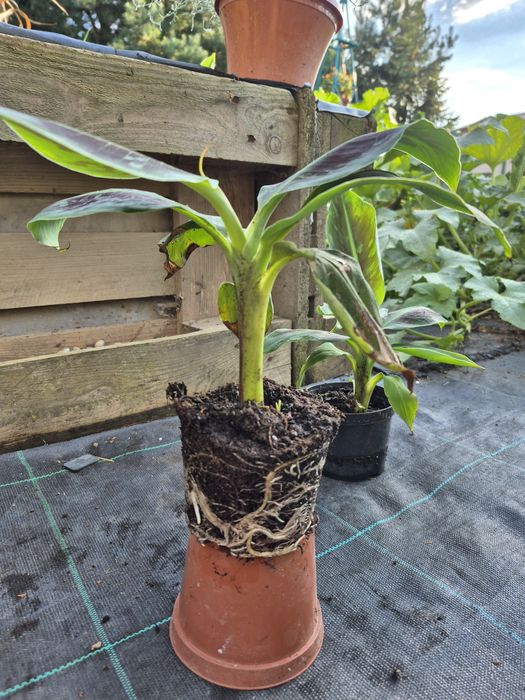 Musa Acuminata  ,,Dwarf Cavendisch'' , ,,Musa Tropicana ''