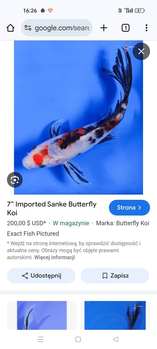 Karp koi Long Fin Butterfly sklep zoologiczny Pirania Olsztyn