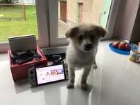 Nintendo Switch OLED + FIFA 2023