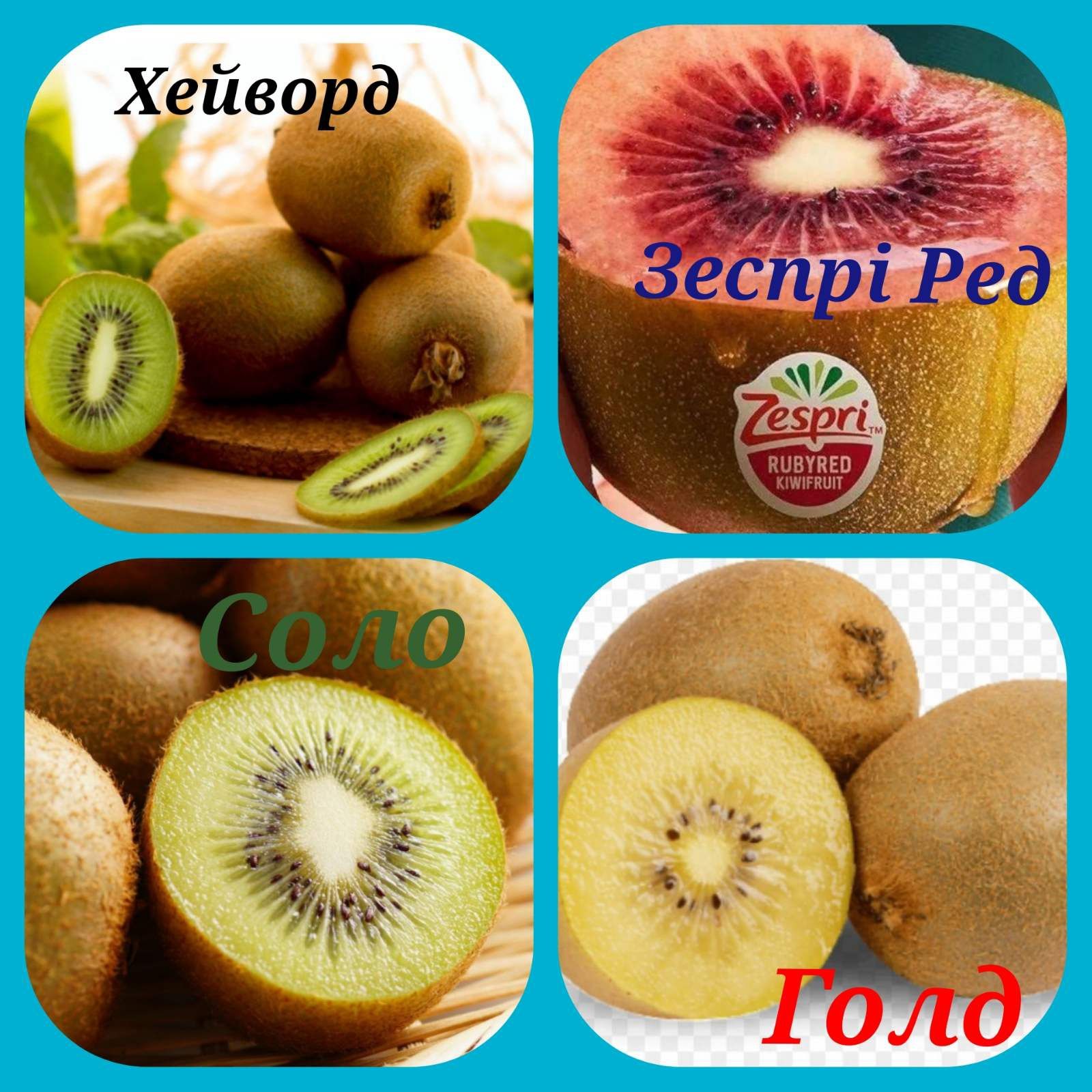 Ківі Хейворд,Соло, Зеспрі Ред , Голд(1,5  річні і 3 річні)